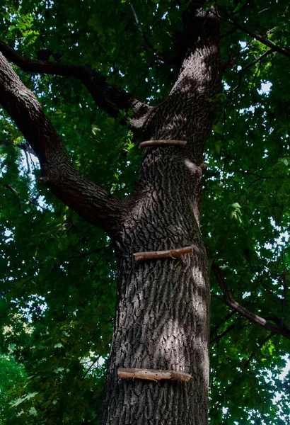 舞台梯子钉在一棵大树的树干上 为您的项目提供高质量的图像 — 图库照片