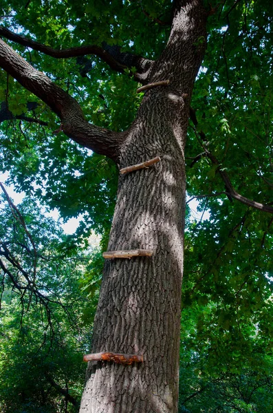Sahne merdiveni uzun bir ağacın gövdesine çivilenmiş. Projeniz için kalite kalıbı