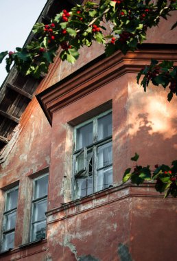 Eski evin arka planında kırmızı böğürtlen olan Hawthorn şubesi. Projeniz için kalite kalıbı