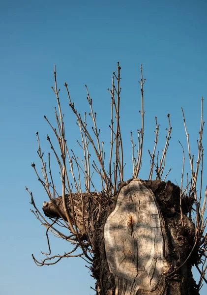 Tronco Árbol Grueso Recortado Con Ramitas Delgadas Jóvenes Imagen Calidad — Foto de Stock