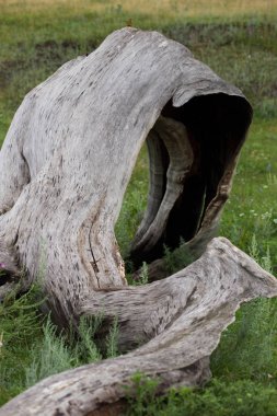 Rusya Manzaralar, Başkurdistan Cumhuriyeti, doğa çizer ve tasarım dikte, biz diken, ağaç ve doğa, ağaç ve rüzgar
