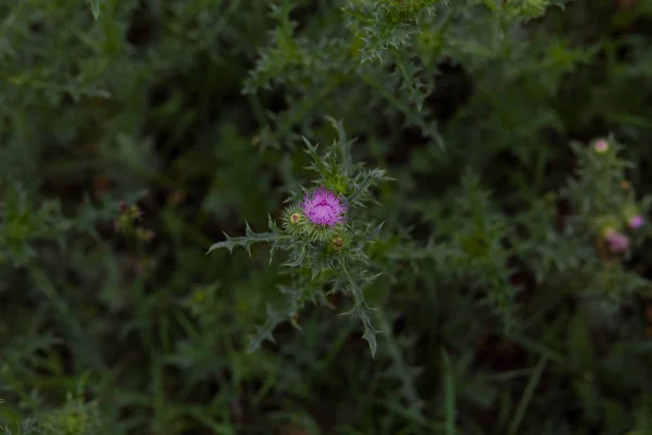 Landscapes Russia Republic Bashkortostan Nature Draws Dictates Design Weed Thorn — Stock Photo, Image