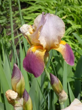 Çiçek tarhında renkli süsen çiçekleri