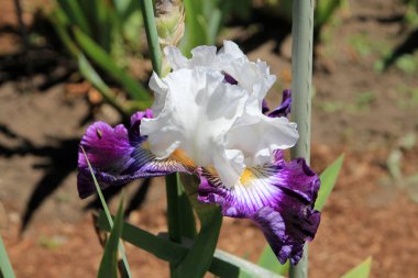 Çiçek tarhında renkli süsen çiçekleri