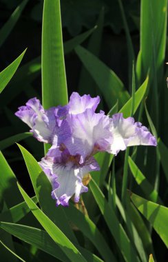 Çiçek tarlasında beyaz-mor göz