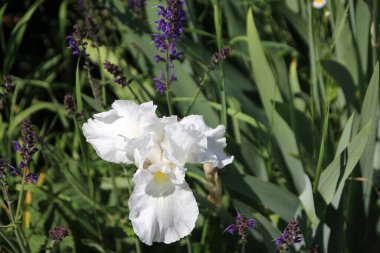 Çiçek tarlasında beyaz göz