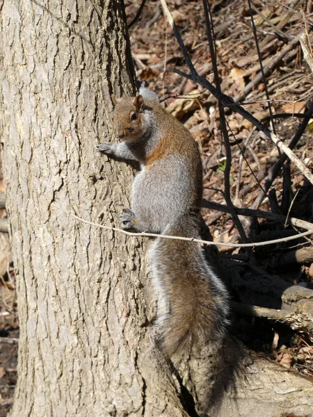 Grauhörnchen Auf Dem Baum — Stockfoto