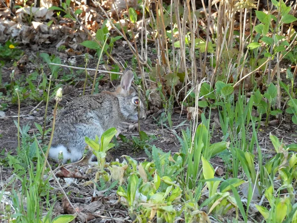 Grey Hare Sitting Ground — Stock Photo, Image