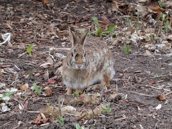 Grey Hare Sitting Ground — Stock Photo, Image