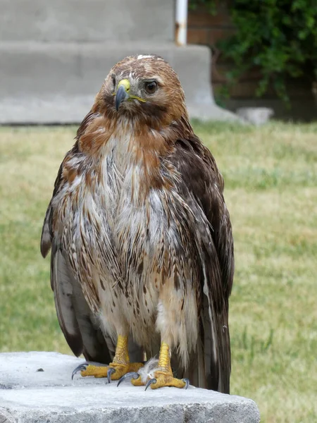 Falco Uccello Seduto Sulla Pietra — Foto Stock