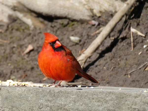Kardinalvogel Sitzt Auf Dem Stein — Stockfoto