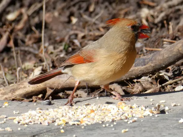 Kardinalvogel Sitzt Auf Dem Stein — Stockfoto
