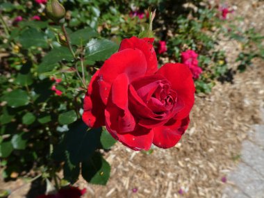 Dalda açan kırmızı gül