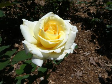 Çiçek açan çay koyu arkaplanda