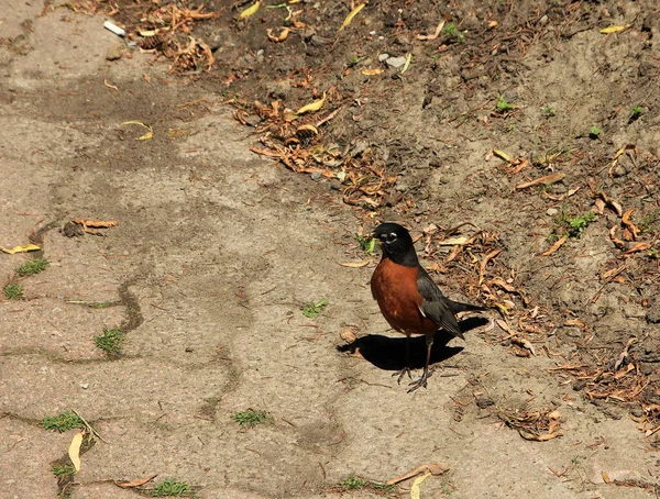 Robin Pájaro Sentado Suelo — Foto de Stock