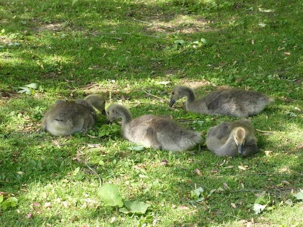 Gosling Gras — Stockfoto