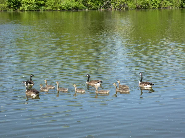 Οικογένεια Geese Στην Επιφάνεια Του Νερού — Φωτογραφία Αρχείου