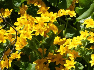 Çiçek arkaplanı olarak bir sürü sarı çiçek