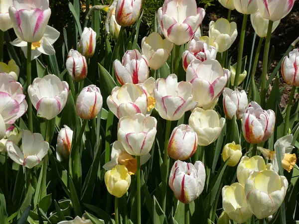 Veel Kleurrijke Tulpen Als Bloemenachtergrond — Stockfoto