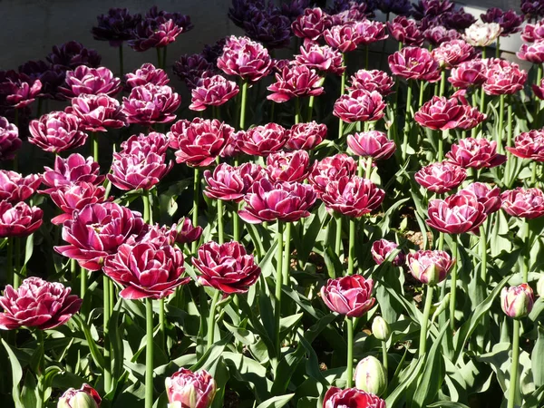 Många Rödaktiga Tulpaner Som Blommig Bakgrund — Stockfoto