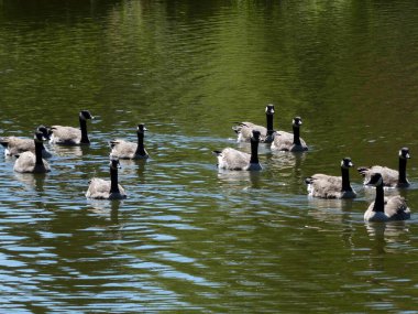 Kazlar su yüzeyine akın eder.