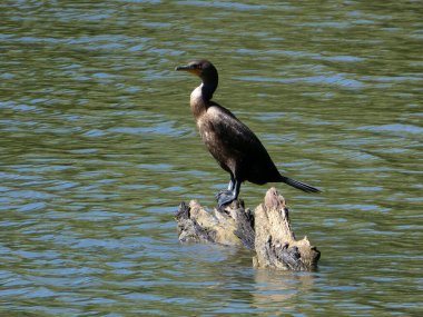 Karabatak kuş gölün ortasında ağaçta oturuyor.