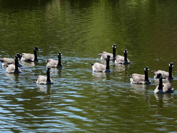 Gänse Schwärmen Der Wasseroberfläche — Stockfoto