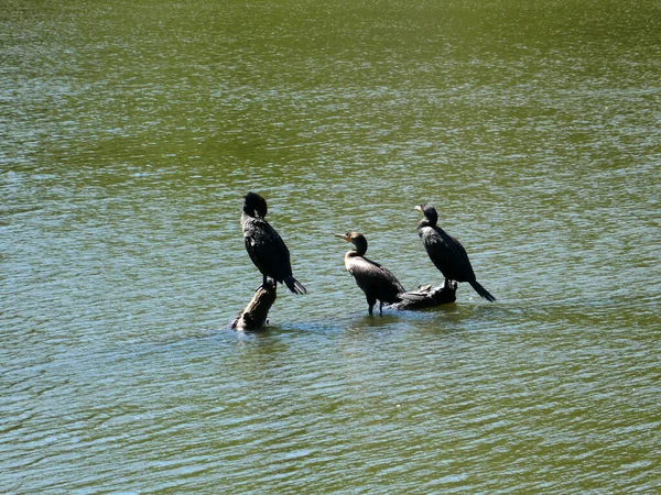 Tre Uccelli Cormorani Sul Legno — Foto Stock