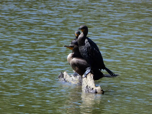池の真ん中に三羽の鵜の鳥が木に座っている — ストック写真