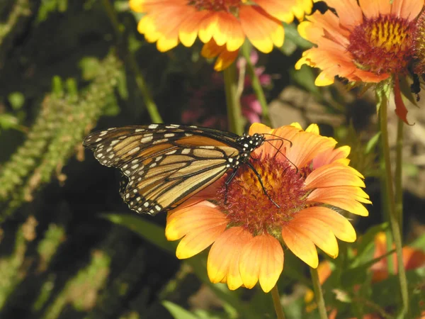 Mariposa Monarca Sentado Flor —  Fotos de Stock