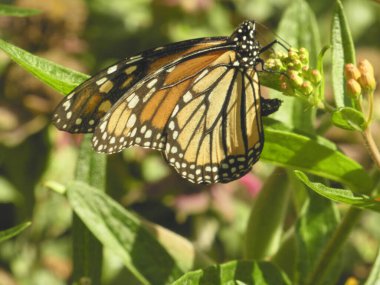 Çiçeğin üzerinde oturan kelebek kral kelebeği.