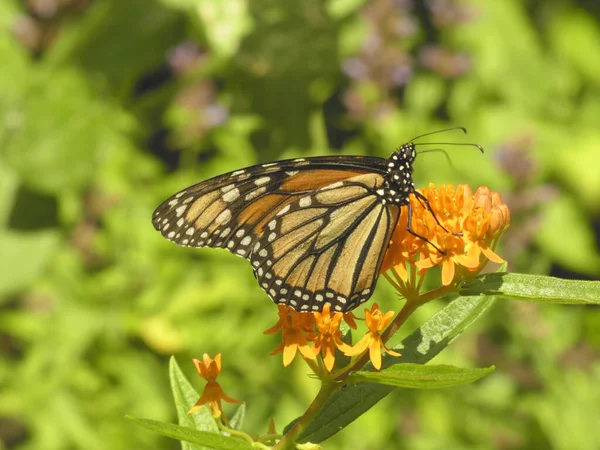 Schmetterlingskönigin Sitzt Auf Der Blume — Stockfoto