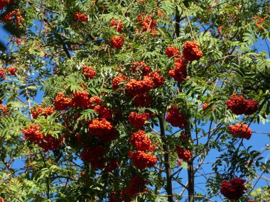 Kırmızı böğürtlenli Rowan ağacı