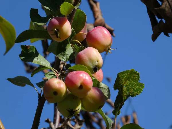 Chinesische Äpfel Auf Dem Zweig Vor Dem Himmel — Stockfoto