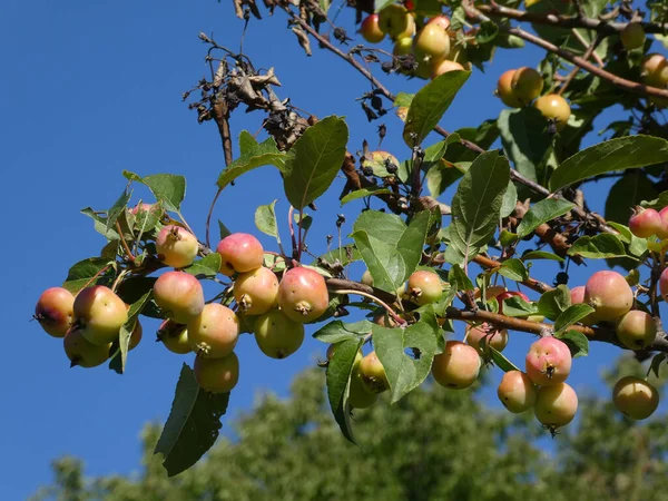 Chinesische Äpfel Auf Dem Zweig Vor Dem Himmel — Stockfoto