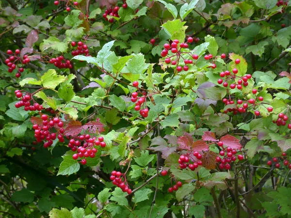 Des Baies Rouges Sauvages Sur Buisson Forêt — Photo