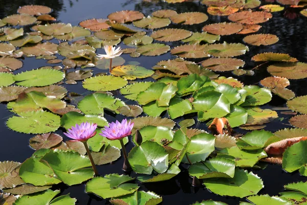 Blühende Bunte Lotusblüten Auf Der Wasseroberfläche — Stockfoto
