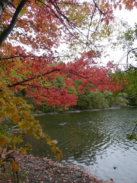 水の上に赤い葉を持つ枝 — ストック写真