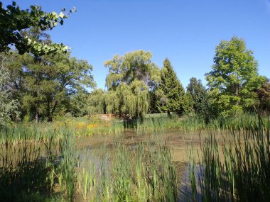 Ağaçlarla ve aşırı büyümüş göletlerle dolu yaz manzarası 