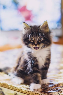                   Çimlerin yürüyen küçük tüylü kedi yavrusu