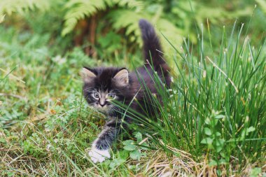                   Çimlerin yürüyen küçük tüylü kedi yavrusu