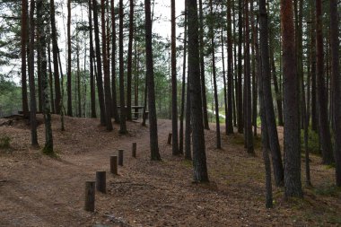 Eski Ladin ve çam ağaçları ile gündoğumu, sisli sonbahar iğne yapraklı orman. Vahşi ormanda güneş ışığı tarafından yaktı, köknar ve çam ağaçları. Sürdürülebilir ekosistem ve sağlıklı çevre kavramları. Letonya
