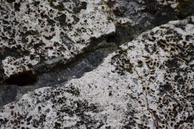 yeşil yosun ile büyümüş taş yüzeyi