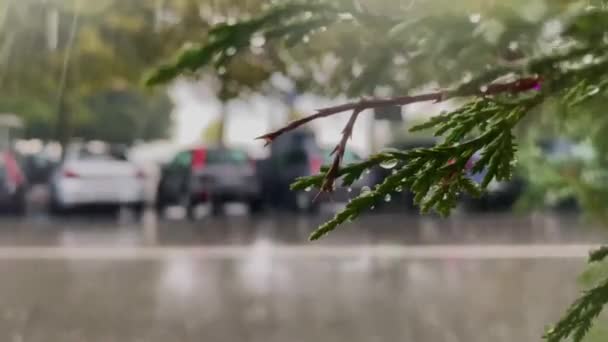 Dia Chuva Árvores Verdes Durante Uma Tempestade Chuva Caindo Superfície — Vídeo de Stock