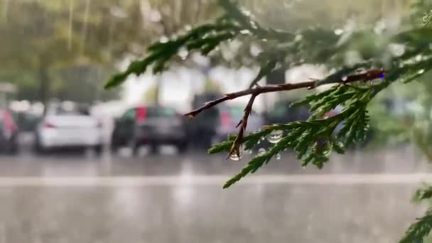 Rain Drops Trickling Window Pane Summer Overcast Day Drops Run — Stock Video
