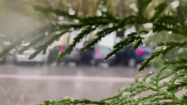 Şehir caddesinde yağmurlu bir günde kafenin penceresinden bak. Arkaplanda bulanık hareketli siluetli ağaçlar.