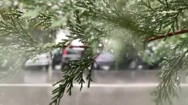 强烈的雨滴落在屋外的玻璃窗外 在寒冷的秋天里 绿树模糊了背景 汽车经过窗户 — 图库视频影像