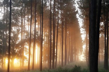 Ağaçlar puslu bir ormanda parlak sabah güneş akıntıya karşı kontrast