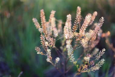 Sabah ışık alan fırça ile akarsu