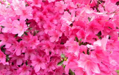 Çiçek çiçek bahar zamanlı gökyüzü arka plan olarak 